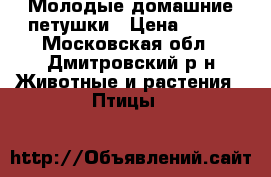 Молодые домашние петушки › Цена ­ 900 - Московская обл., Дмитровский р-н Животные и растения » Птицы   